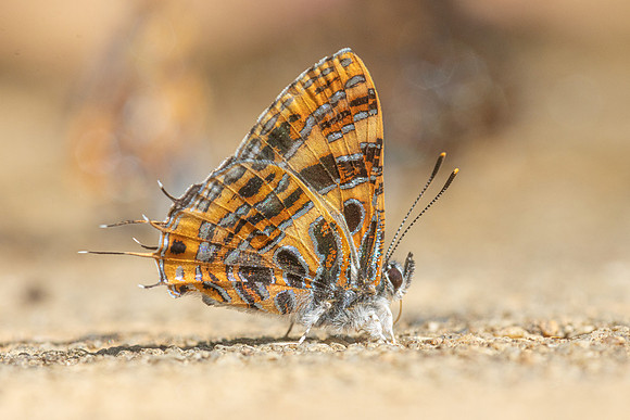 Catapaecilma subochrea--17- Chiang Dao - 9/02/26