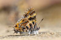 Catapaecilma subochrea--19- Chiang Dao - 9/02/26