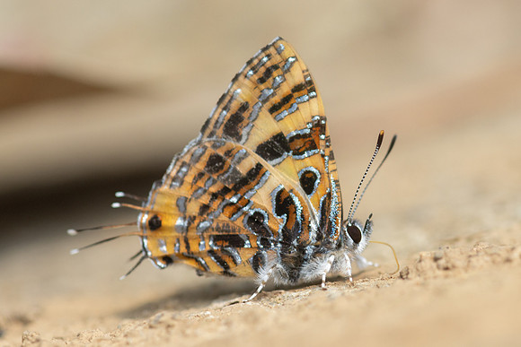 Catapaecilma subochrea--29- Chiang Dao - 9/02/26