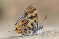 Catapaecilma subochrea--33- Chiang Dao - 9/02/26