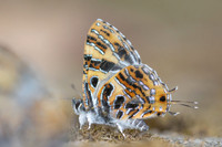 Catapaecilma subochrea--41- Chiang Dao - 9/02/26