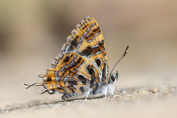 Catapaecilma subochrea--31- Chiang Dao - 9/02/26