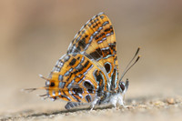 Catapaecilma subochrea--34- Chiang Dao - 9/02/26