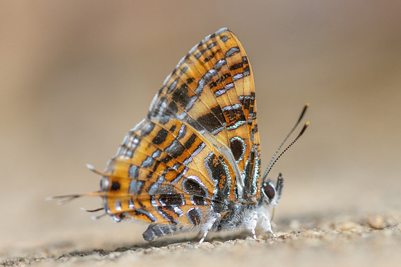 Catapaecilma subochrea--34- Chiang Dao - 9/02/26