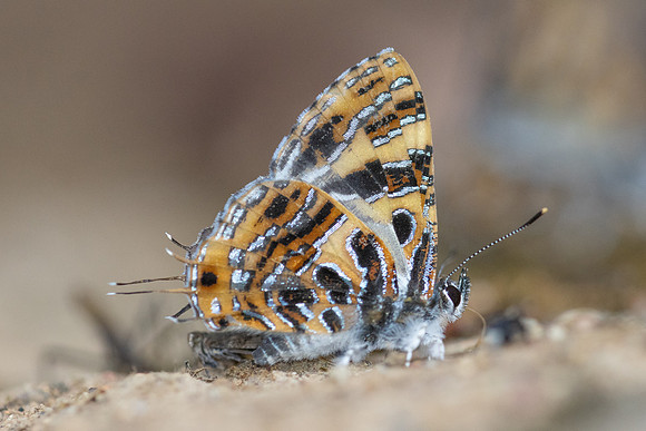 Catapaecilma subochrea--43- Chiang Dao - 9/02/26