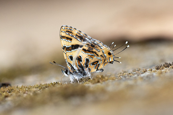 Catapaecilma subochrea--54- Chiang Dao - 9/02/26