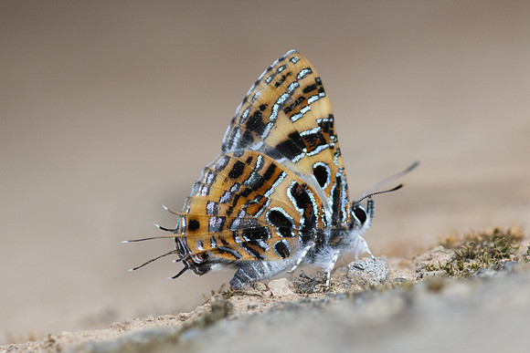 Catapaecilma subochrea--59- Chiang Dao - 9/02/26