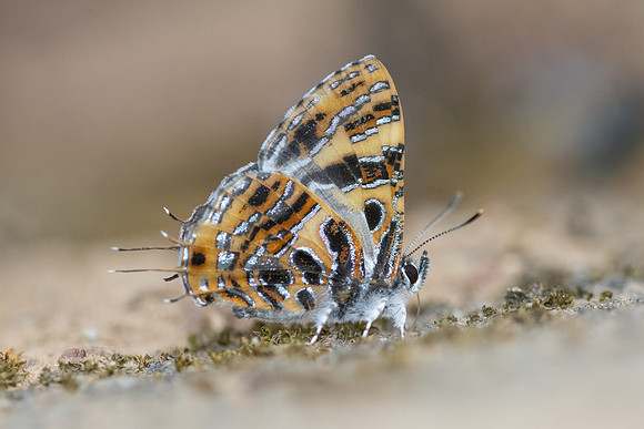Catapaecilma subochrea--61- Chiang Dao - 9/02/26