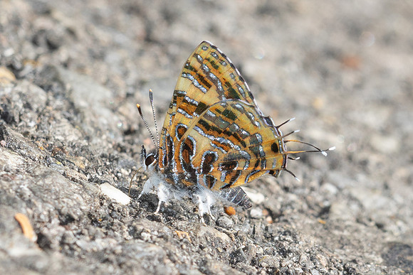 Catapaecilma subochrea-7695
