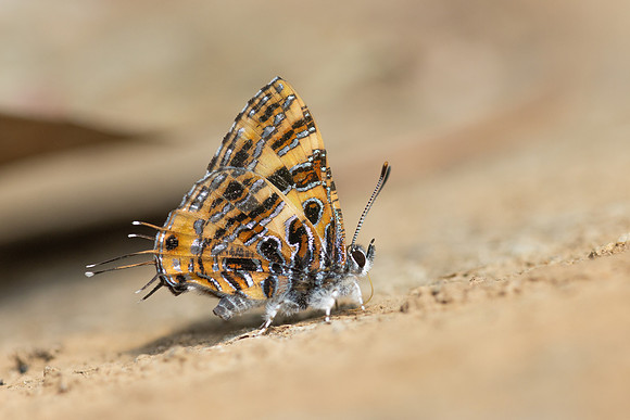 Catapaecilma subochrea--82- Chiang Dao - 9/02/26