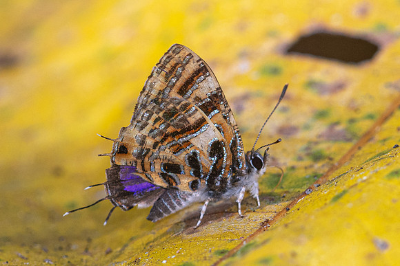 Catapaecilma subochrea-7873