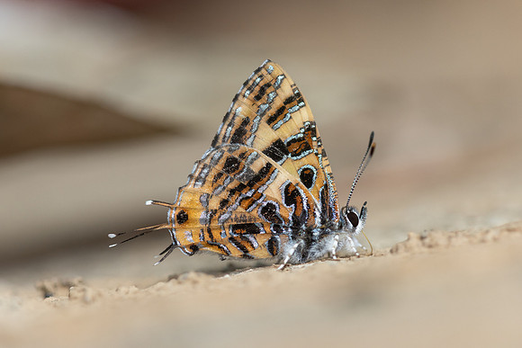 Catapaecilma subochrea--84- Chiang Dao - 9/02/26