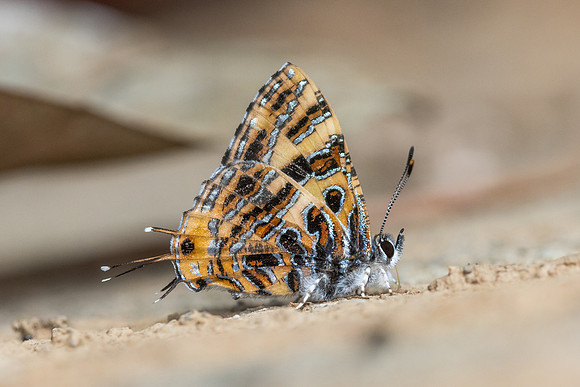 Catapaecilma subochrea--87- Chiang Dao - 9/02/26