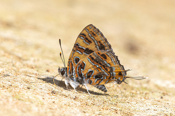 Catapaecilma subochrea-8017