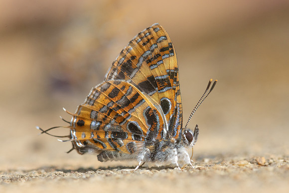 Catapaecilma subochrea--91- Chiang Dao - 9/02/26