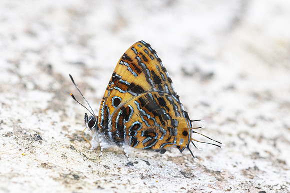 Catapaecilma subochrea-8144