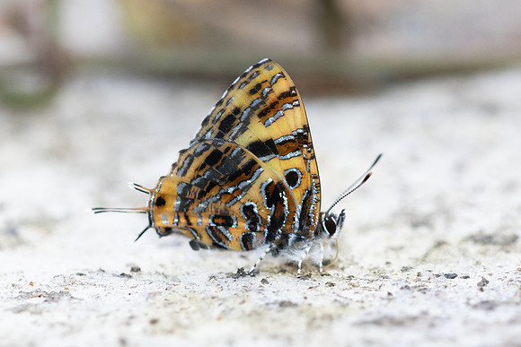 Catapaecilma subochrea-8170
