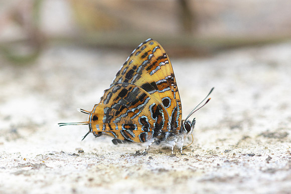 Catapaecilma subochrea-8169