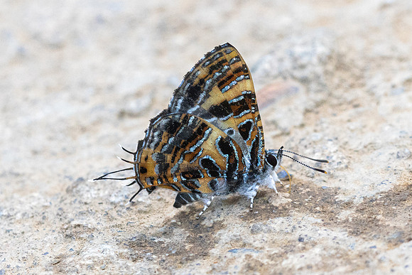 Catapaecilma subochrea-8180