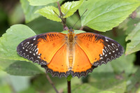 Cethosia biblis-0354- Hian Thai Tham rang border - 11/02/26