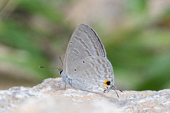 Catochrysops strabo-8189- Chiang Dao - 7/02/26