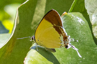 Charana mandarina-- Chiang Dao - 15/02/26