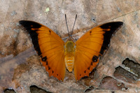 Charaxes aristogiton-- Chiang Dao - 15/02/26