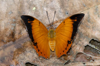 Charaxes aristogiton--7- Chiang Dao - 15/02/26