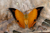 Charaxes aristogiton--8- Chiang Dao - 15/02/26