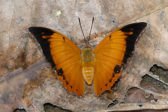 Charaxes aristogiton--8- Chiang Dao - 15/02/26