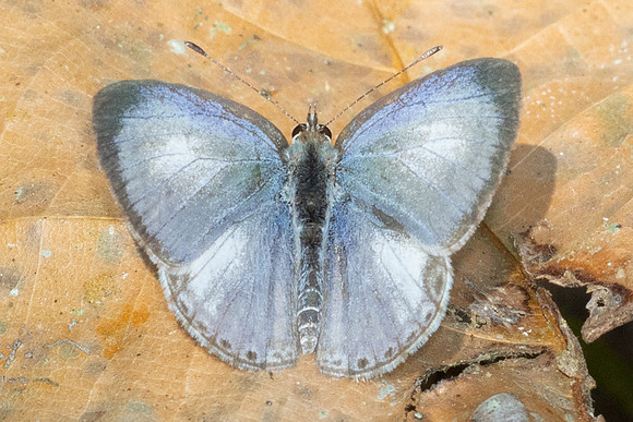 Acytolepis puspa-7723- Chiang Dao - 7/02/26