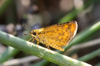 Ampittia dioscorides-0862 - Doi Pha Hom Pok - 13/02/26