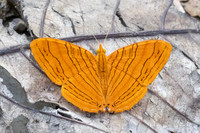 Chersonesia intermedia-8818- Chiang Dao - 8/02/26