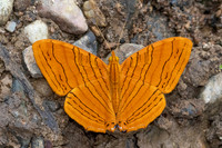 Chersonesia inermedia-8951- Chiang Dao - 8/02/26