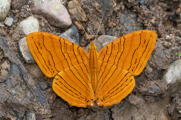 Chersonesia inermedia-8951- Chiang Dao - 8/02/26
