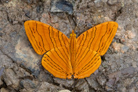 Chersonesia intermedia-8948- Chiang Dao - 8/02/26
