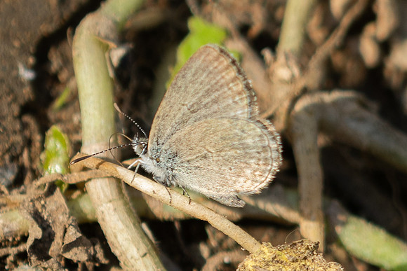 Tongeia ion-7342- Chiang Dao - 6/02/26