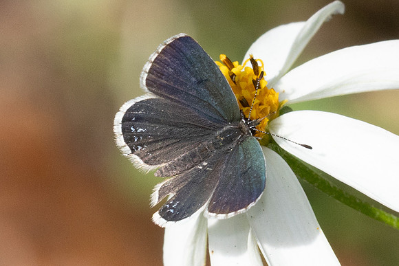 Tongeia ion ssp-8098 - Chiang Dao - 7/02/26