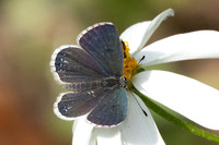 Tongeia ion ssp-8097- Chiang Dao - 7/02/26