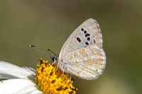 Tongeia ion