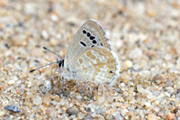 Tongeia ion-7256- Chiang Dao - 6/02/26