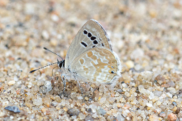 Tongeia ion-7256- Chiang Dao - 6/02/26