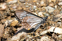 Papilio epycides--4 - Chiang Dao - 15/02/26