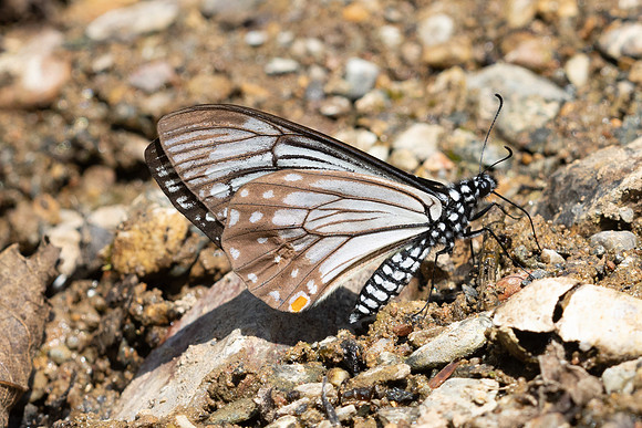 Papilio epycides--4 - Chiang Dao - 15/02/26