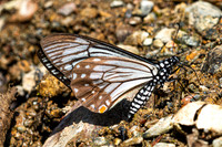 Papilio epycides--6- Chiang Dao - 15/02/26