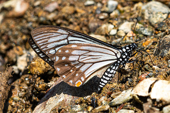 Papilio epycides--6- Chiang Dao - 15/02/26
