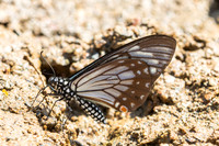 Papilio epycides--10- Chiang Dao - 15/02/26