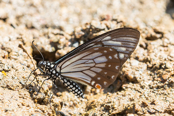 Papilio epycides--10- Chiang Dao - 15/02/26