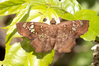 Ctenoptilum multiguttata--8 - Chiang Dao - 15/02/26