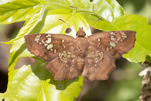 Ctenoptilum multiguttata--8 - Chiang Dao - 15/02/26